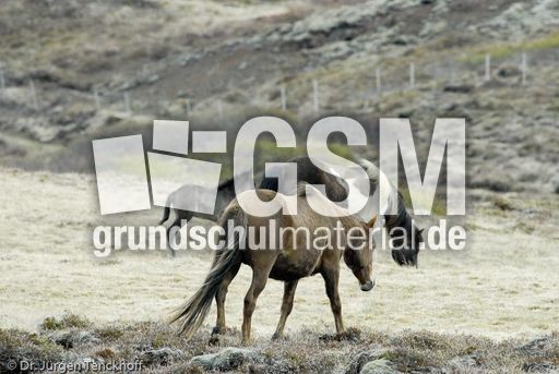 Islandpferde (32 von 50).jpg